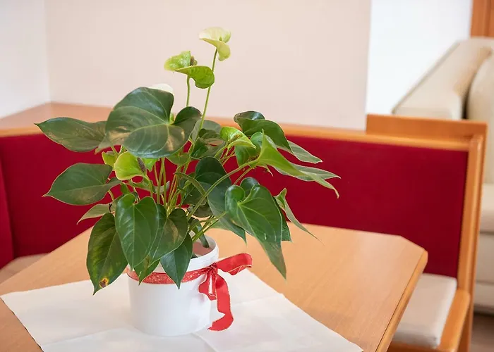 Апартаменти Dr. Aufmesser